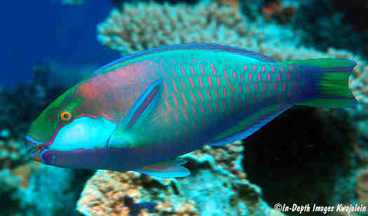 chlorurus, bleekeri, jj